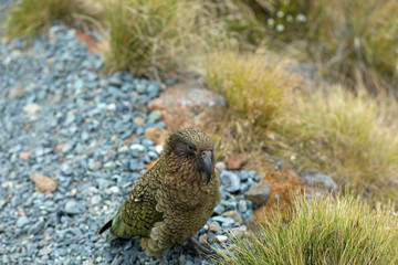 Wilder Kea Papagei in den Bergen in Neuseeland