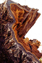 Old hollow wood from a tree