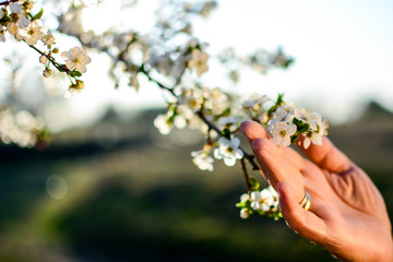 Fototapeta na wymiar Branch with beautiful Wild plum blossoms on colorful nature background. Plum blossoms blooming in Japan. Horizontal, selective focus, blur, hand.