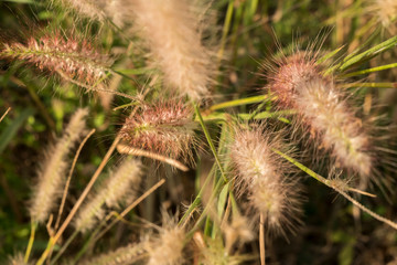 Background of yellow grass flowers