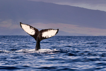 Humpback whale flukes seen during a whale watching trip near Lahaina on Maui.