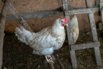 Cock at farm
