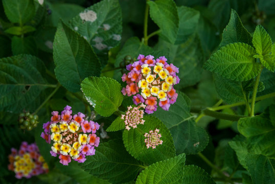 Pink and yellow lantana camara flowers in the garden