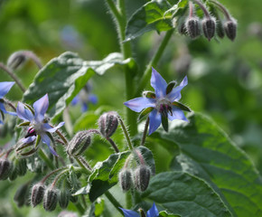 Bloom in nature borage