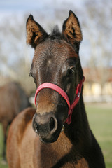 Closeup of a young domestic horse on natural background outdoors rural scene