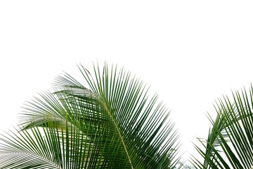 Fototapeta premium Coconut leaves with branches on white isolated background for green foliage backdrop 