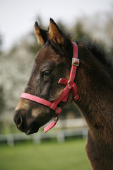 Closeup of a young domestic horse on natural background outdoors rural scene