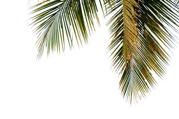 Fototapeta premium Coconut leaves with sun light on white isolated background for green foliage backdrop 