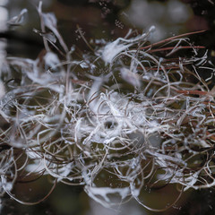 pajęczyna na gałęzi © Ewa