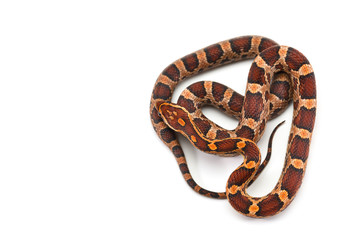 Corn snake isolated on white background