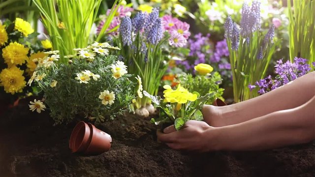 Close Up Female Hands. Garden Flowers and Plants on a Sunny Background. Gardening Concept