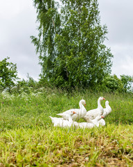 A flock of white geese sits in the grass and rests against the background of trees on a cloudy summer day in the countryside. © koldunova