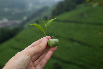 the girl hold the fresh tea sprouts or leaf in the hand at the beautiful tea field from Rize.
