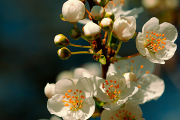 Beautiful white spring blossom