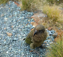Wilder Kea Papagei in den Bergen in Neuseeland