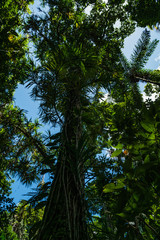 Die Baumkronen im Daintree Regenwald schirmen die Sonne ab, sodass nur wenig Licht den Boden erreicht
