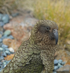 Wilder Kea Papagei in den Bergen in Neuseeland