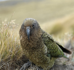 Wilder Kea Papagei in den Bergen in Neuseeland
