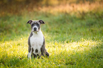 Obraz premium puppy staffordshire terrier walks in the park in autumn