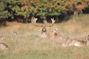STAG LAYING DOWN SUNBATHING