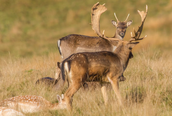 YOUNG STAG FRAMED IN STAGS ANTLERS