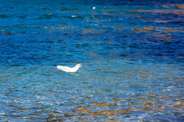 Schwimmende Möwe im Pazifik im Deception Pass State Park