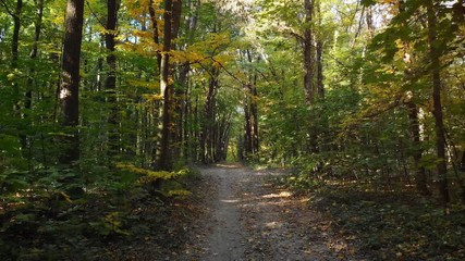 Unpaved track passes between trunks of deciduous trees in forest. Ukraine