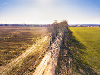 Spring fields. Dirt rural road and birch alley