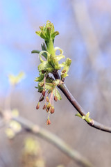 Close-up photo of spring young fresh leaves on tree branches with buds, soft focus and blur background. Concept of new life.