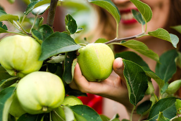 green apples on a branch amid the smile of a girl who picks an apple