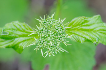 Close-up photo of spring young fresh leaves on tree branches with buds, soft focus and blur background. Concept of new life.