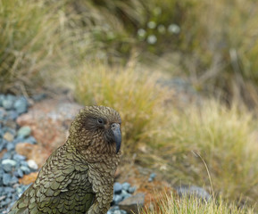 Wilder Kea Papagei in den Bergen in Neuseeland
