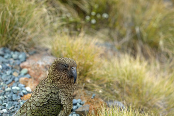 Wilder Kea Papagei in den Bergen in Neuseeland