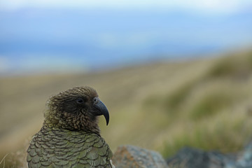 Wilder Kea Papagei in den Bergen in Neuseeland