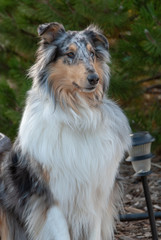 collie dog posing