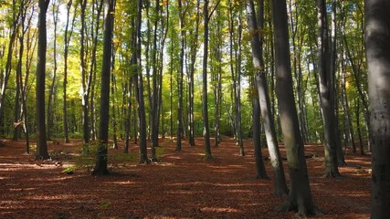 Young trees growing close together in loamy soil in wooded wilderness area
