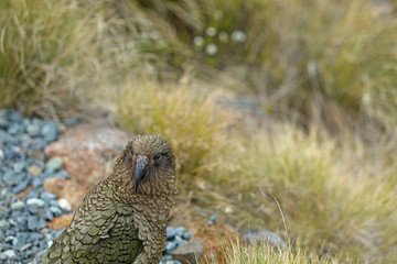 Wilder Kea Papagei in den Bergen in Neuseeland