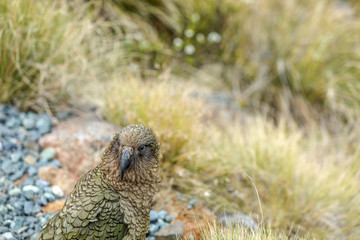 Wilder Kea Papagei in den Bergen in Neuseeland