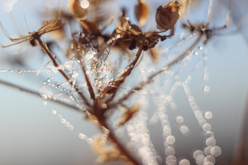 Close-up of abstract drops on a spider web with variable focus and blurred background in the rays of the rising sun. Blur and soft focus.