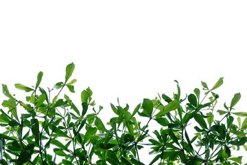 Tropical tree with leaves branches on white isolated background for green foliage backdrop 