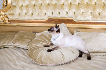 The theme is luxury and wealth. Young cat without a tail thoroughbred Mecogon bobtail lies resting...