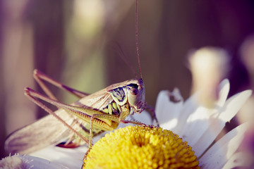 Grasshopper sits on the yellow middle of the camomile