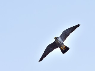 ハヤブサの飛翔シーン