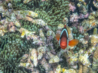 Fototapeta na wymiar Anemonenfisch, Nemo