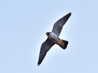 ハヤブサの飛翔シーン