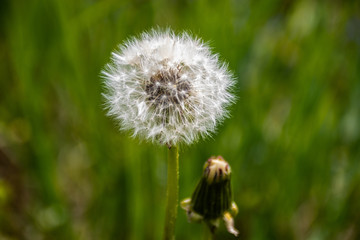 Natural sunny flower plants landscape and a background.