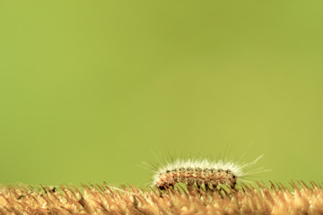 funny hairy caterpillar close - up crawling on a yellow dry blade of grass on a bright green background on a bright Sunny day. Soft focus and copy space