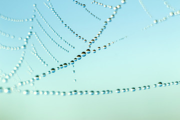 Close-up of abstract drops on a spider web with variable focus and blurred background in the rays of the rising sun. Blur and soft focus.