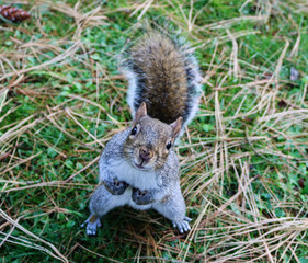 Close up portrait of a grey squirrel 