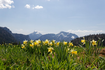 Tulipes